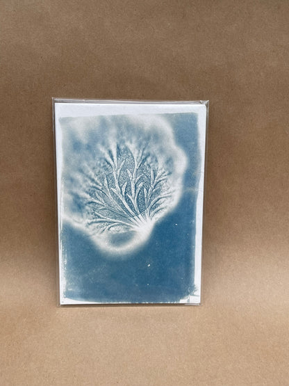 5"x7" CYANOTYPE PRINTS