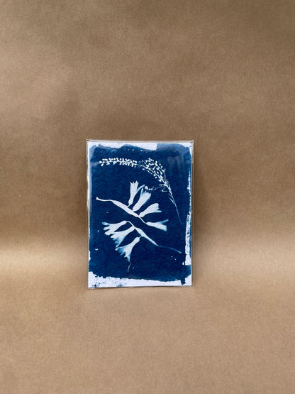 5"x7" CYANOTYPE PRINTS